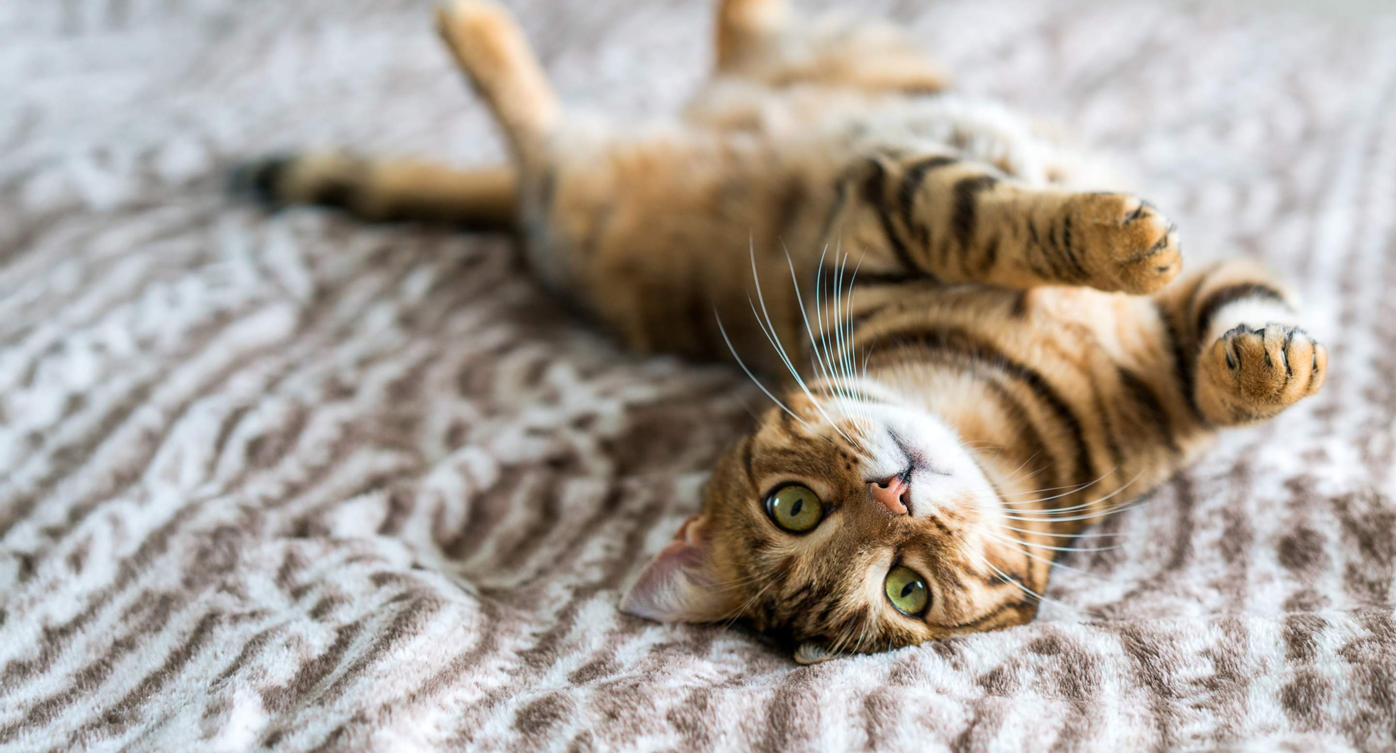 Die 2 besten Katzensalons in Zürich 2026 – Für die perfekte Pflege Ihrer Katze